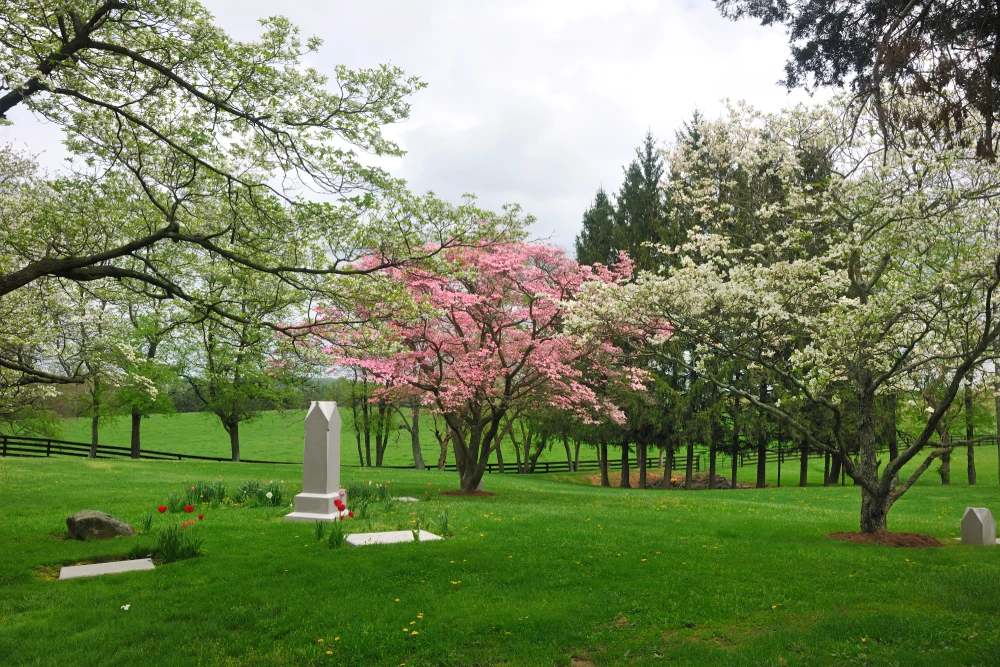 A serene cemetery scene with tombstones on a grassy lawn, surrounded by blooming trees and a wooden fence in the background.