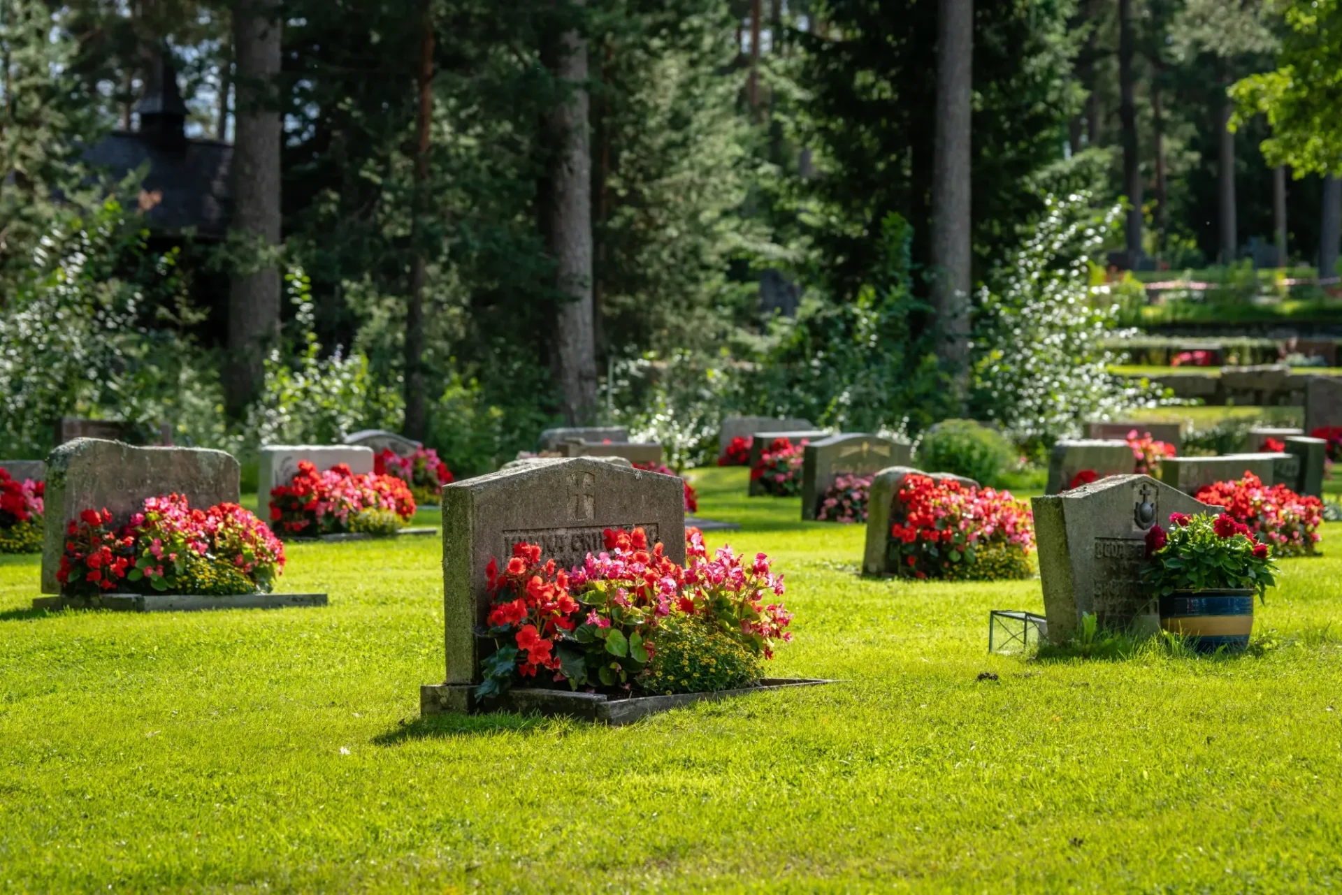 Sunlit cemetery with several headstones surrounded by red flowers and green grass, bordered by tall trees in the background.