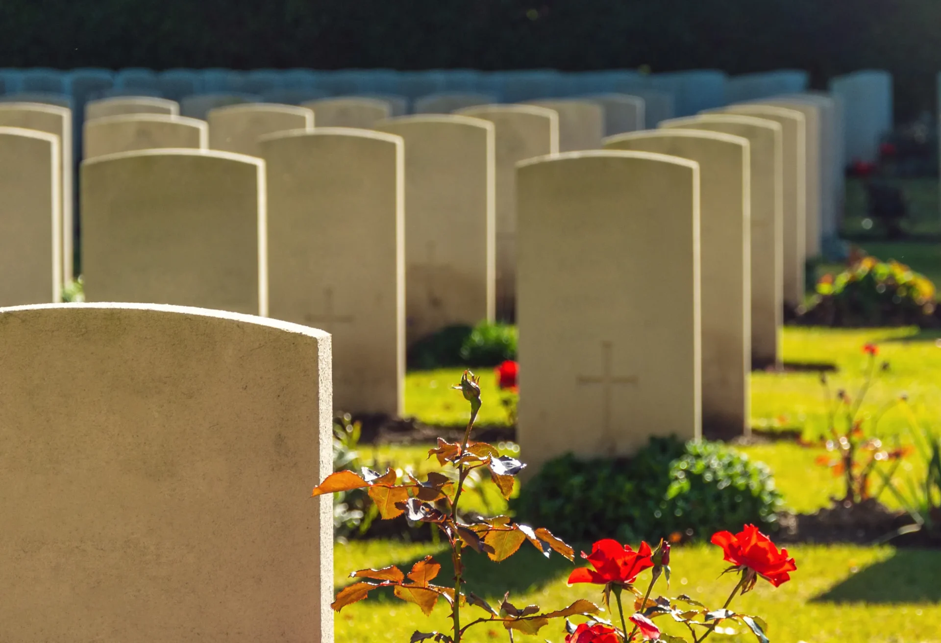 Rows of uniform headstones in a cemetery with red flowers in the foreground.